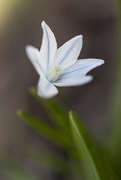 9th Apr 2020 - Striped Squill Flower