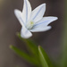 Striped Squill Flower by pdulis