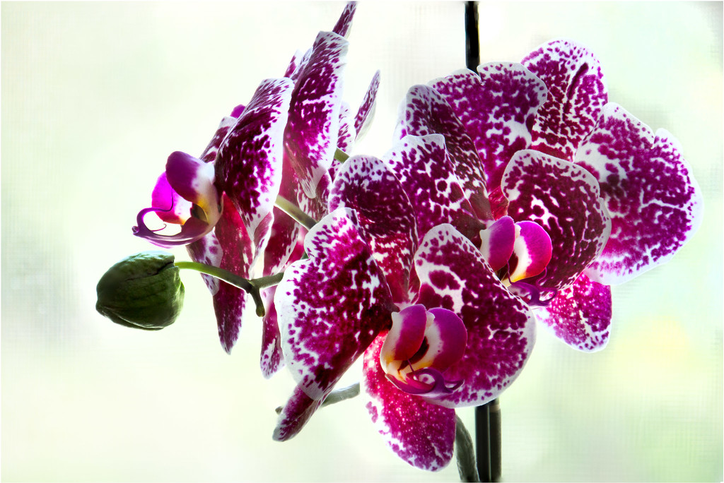 Orchids by randystreat