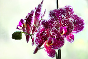 8th Apr 2020 - Orchids