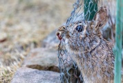 5th Apr 2020 - The Rabbit Regrets