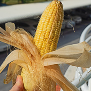 7th Apr 2020 - Fresh Corn