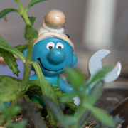 8th Apr 2020 - Smurf in the garden