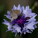 Cornflower and moth/butterfly by maureenpp