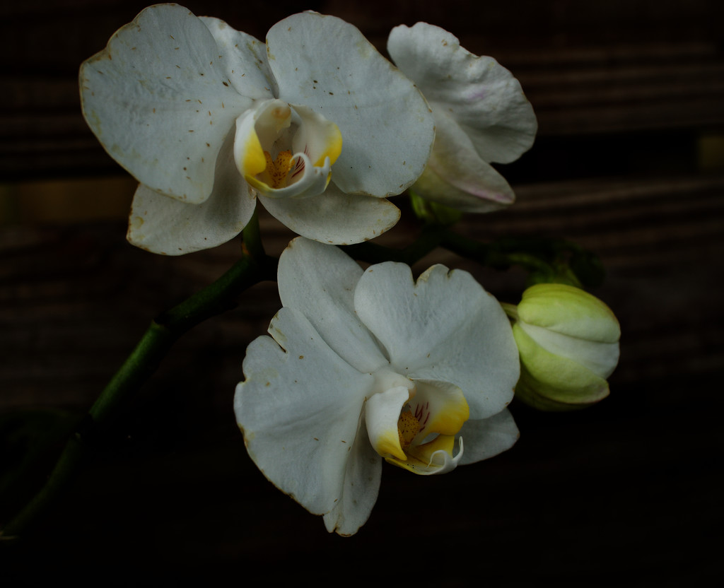My orchid is blooming!  by eudora