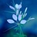 White cleome by blueberry1222