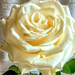 A Rose from my bouquet by ludwigsdiana