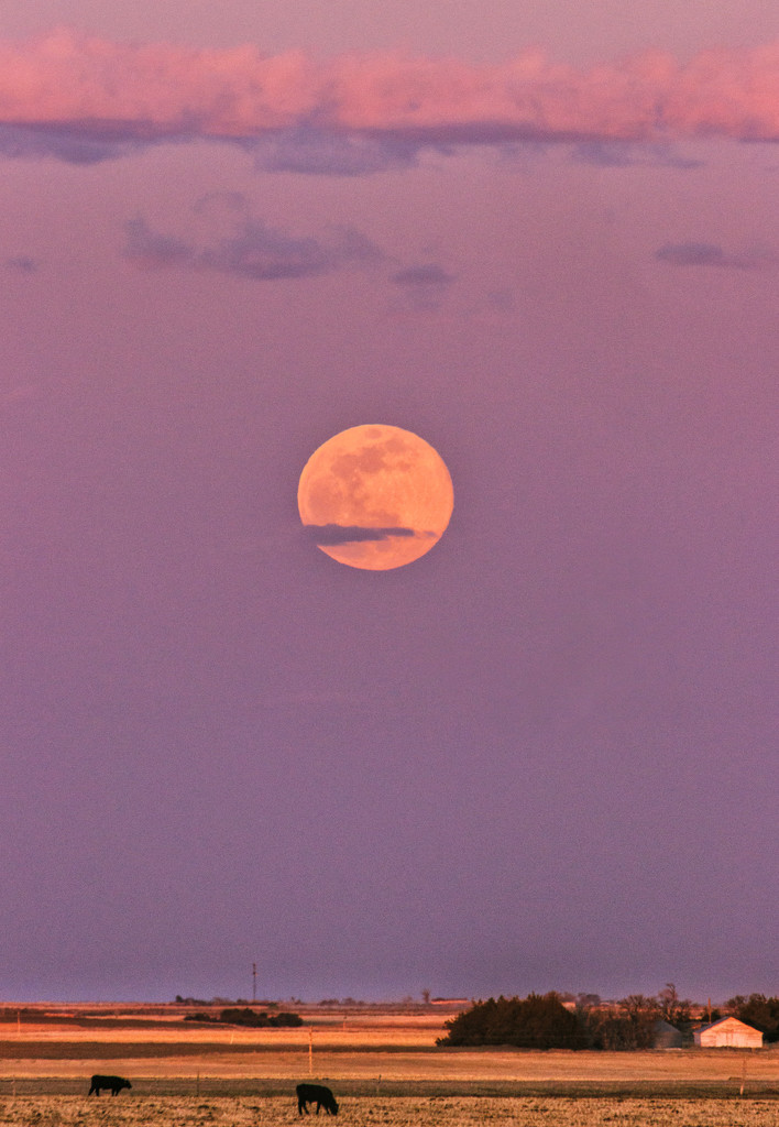 pink moon by aecasey