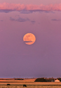 8th Apr 2020 - pink moon