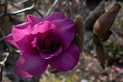 8th Apr 2020 - Magnolian Rose