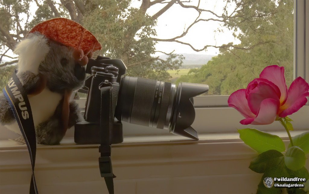 budding photographer by koalagardens