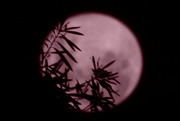 9th Apr 2020 - Was it really a pink full moon?