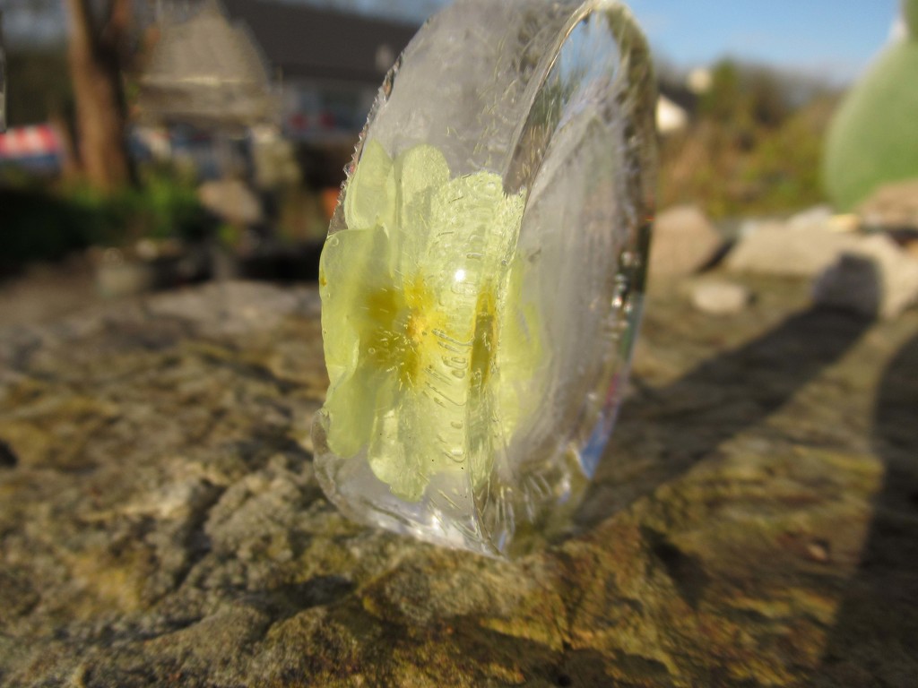 ice flower by anniesue