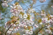 9th Apr 2020 - Blossom 
