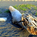 2020-04-09 Driftwood by cityhillsandsea