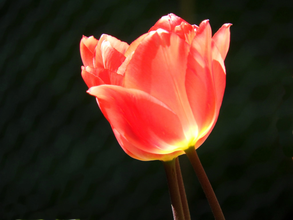 Three Red Hot Tulips by seattlite