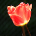 Three Red Hot Tulips by seattlite