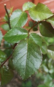 9th Apr 2020 - Rose Bush leaves ~ green 