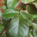 Rose Bush leaves ~ green  by plainjaneandnononsense