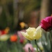 Tulips (again) by phil_sandford