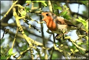 9th Apr 2020 - Same robin, different day