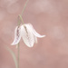 Snake's-head fritillary by inthecloud5