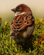 9th Apr 2020 - male house sparrow on a shrub