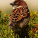 male house sparrow on a shrub by rminer