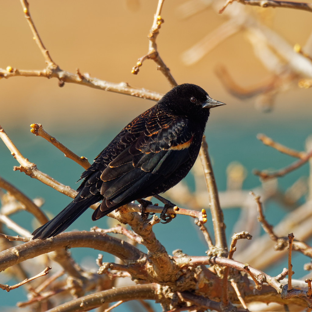 Red-winged blackbird by rminer