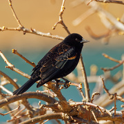 9th Apr 2020 - Red-winged blackbird