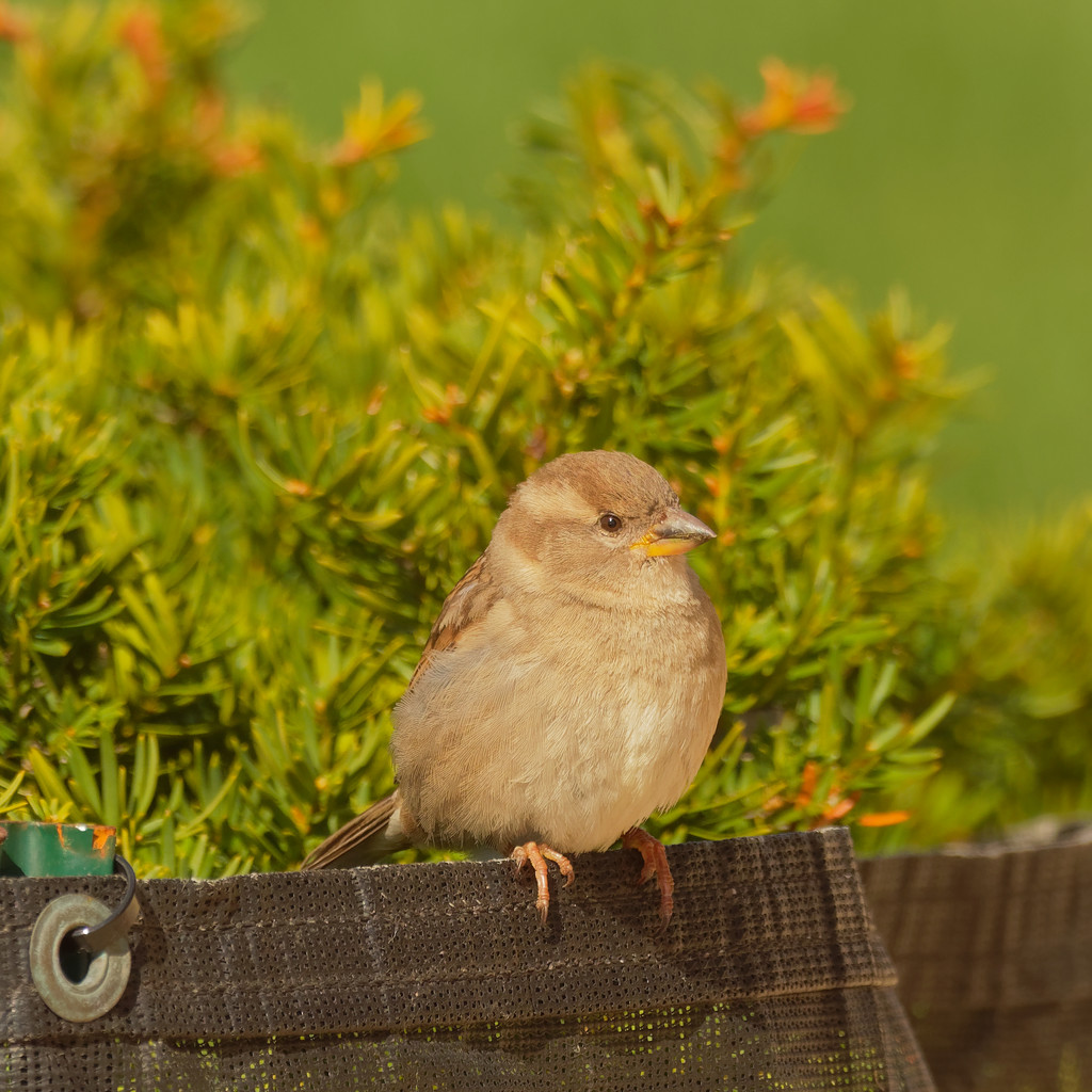 female house sparrow by shrub  by rminer