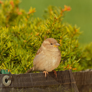 9th Apr 2020 - female house sparrow by shrub 