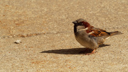 9th Apr 2020 - Male house sparrow with shadow on pavement