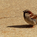 Male house sparrow with shadow on pavement by rminer