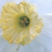 Narcissus by flowerfairyann