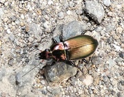 9th Apr 2020 - Ground beetle