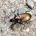 Ground beetle by julienne1