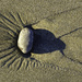 Sand Patterns  by jgpittenger