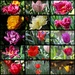 Tulip Collage by phil_sandford