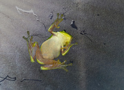 9th Apr 2020 - froggy fun