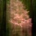 Pink Dogwood ICM by darylo