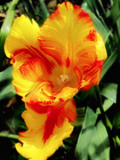 9th Apr 2020 - Tulip 