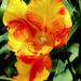 Tulip  by joysfocus