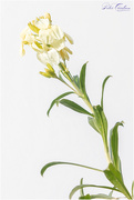 9th Apr 2020 - High Key Flower