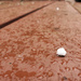 Miniature snowball - April 2020 by houser934