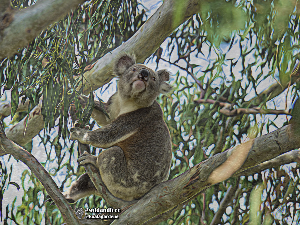 should I stay or should I go? by koalagardens