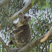 should I stay or should I go? by koalagardens