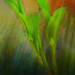 Sweet Lily of the Valley just about to bloom by samae