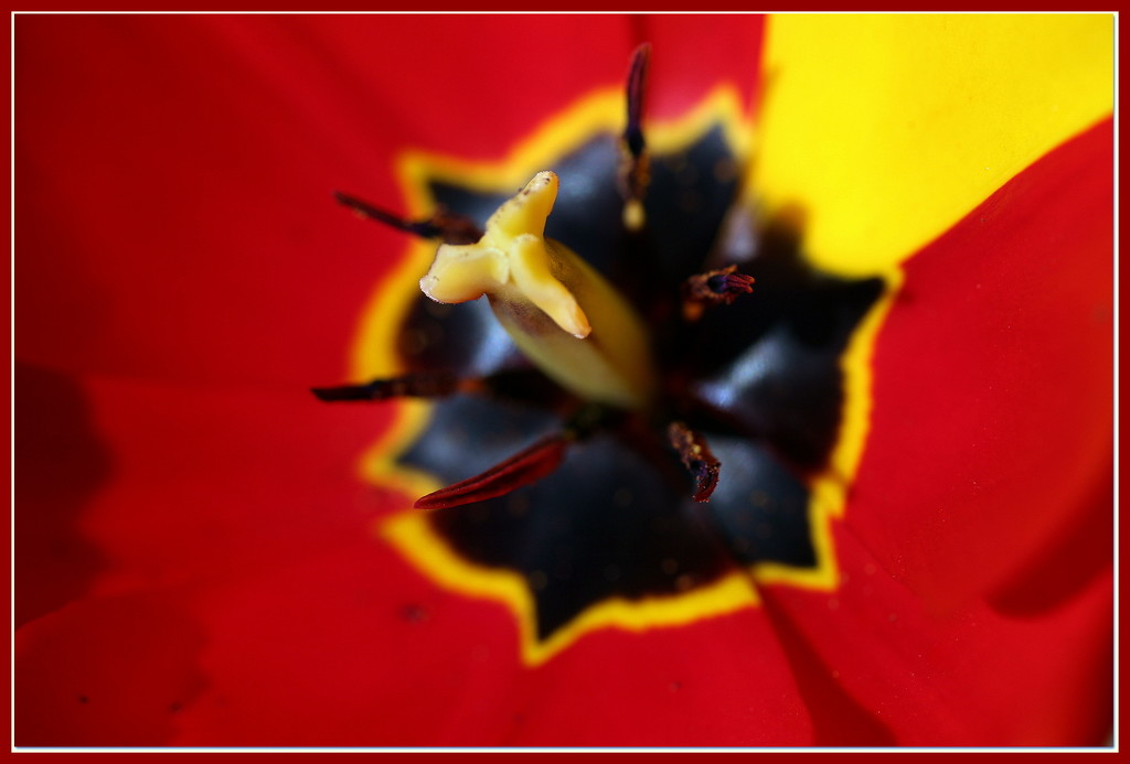 Red-yellow and black . by pyrrhula