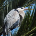 Great Blue Heron by redy4et